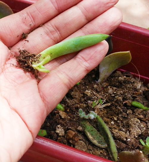 Propagating succulents is serious business.